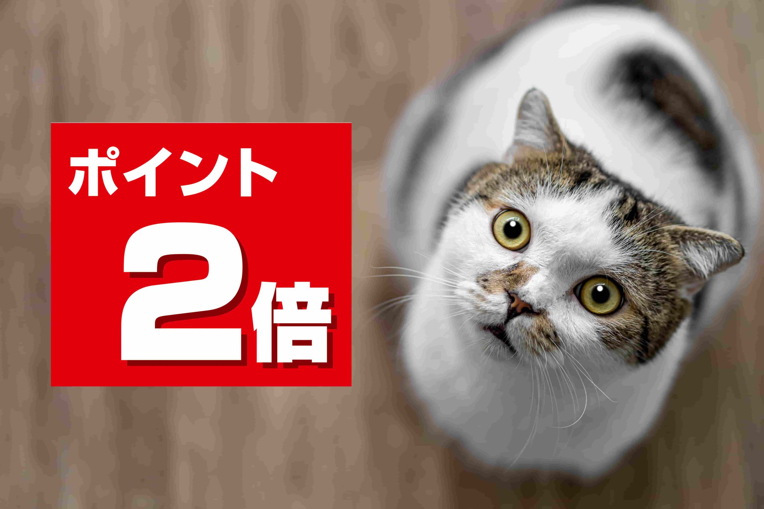 【新宿店】ポイント2倍Day！この機会をお見逃しなく！
