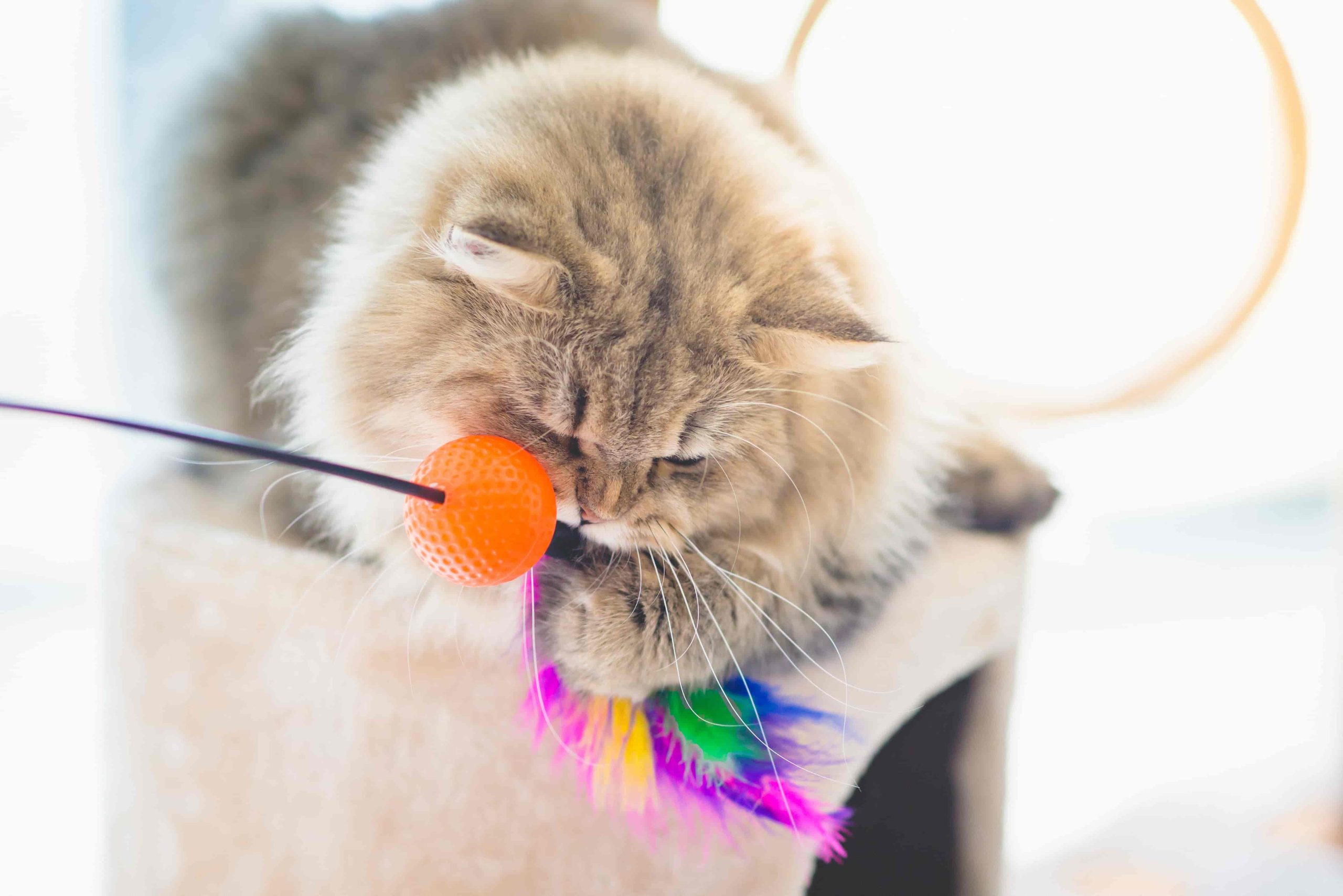 猫ちゃんとの遊び時間♪おすすめのおもちゃをご紹介！