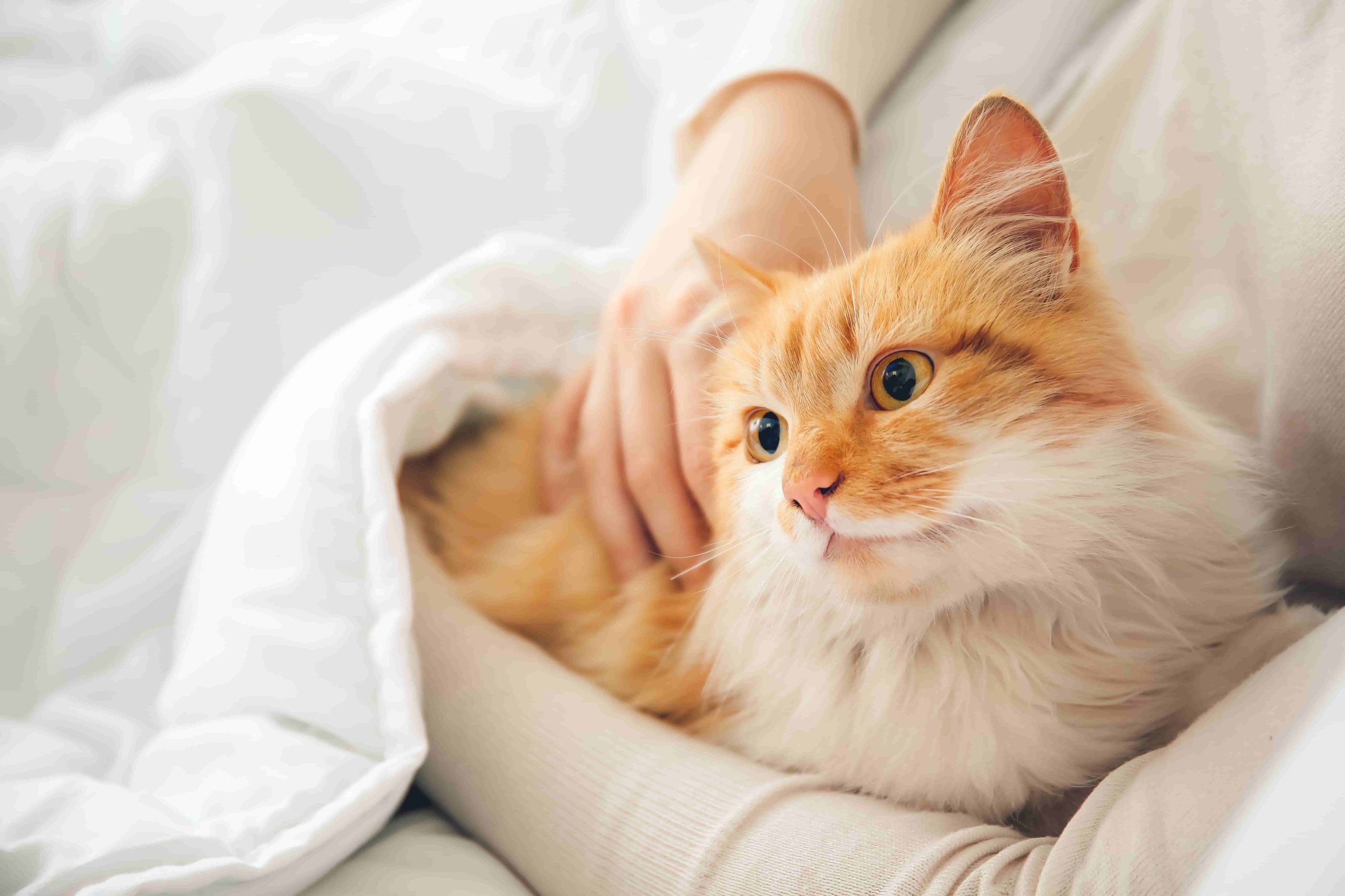 猫ちゃんとのふれあい体験♪癒しの時間を過ごしてみませんか？