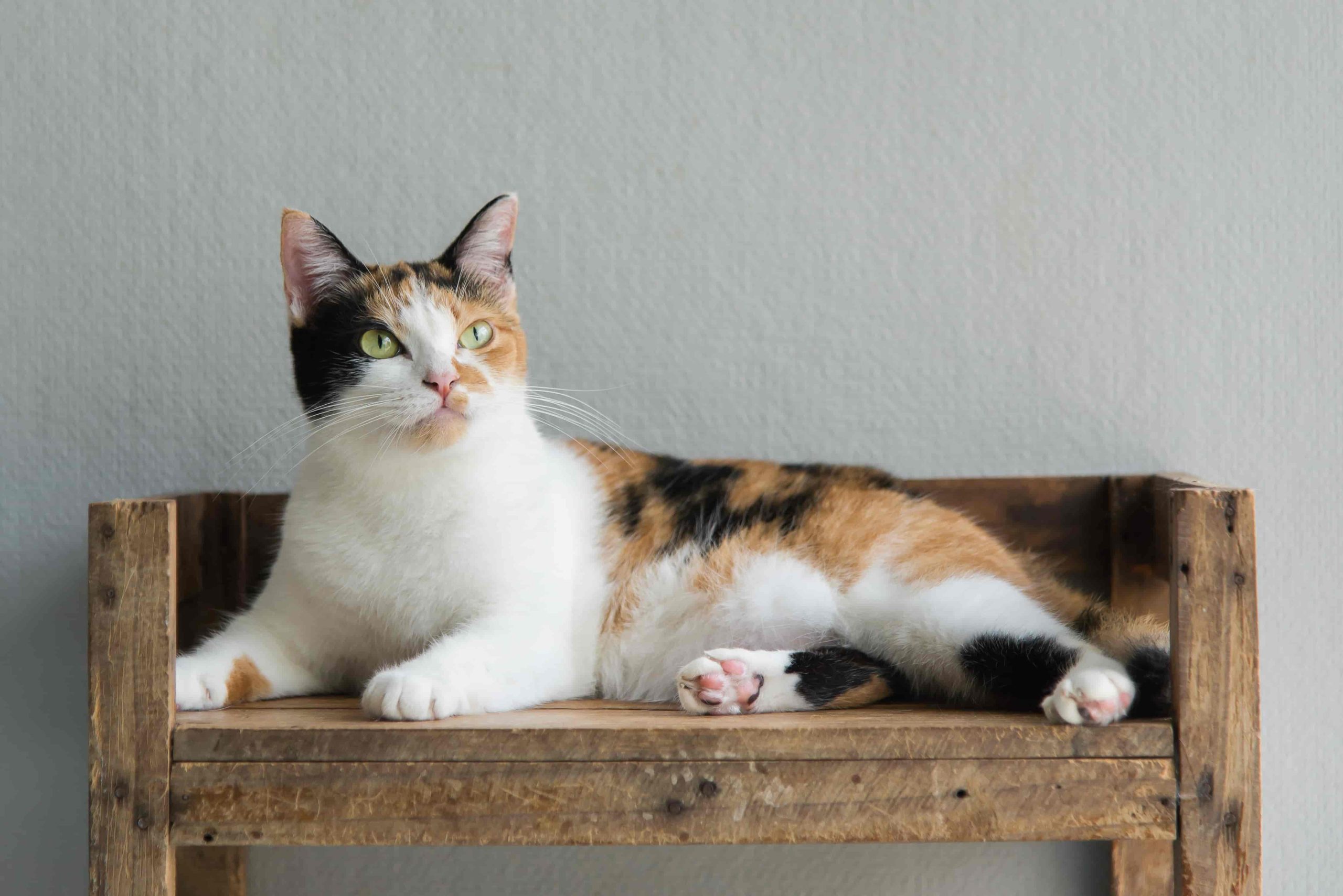 意外と知らない？猫ちゃんのしぐさに隠された気持ちとは？