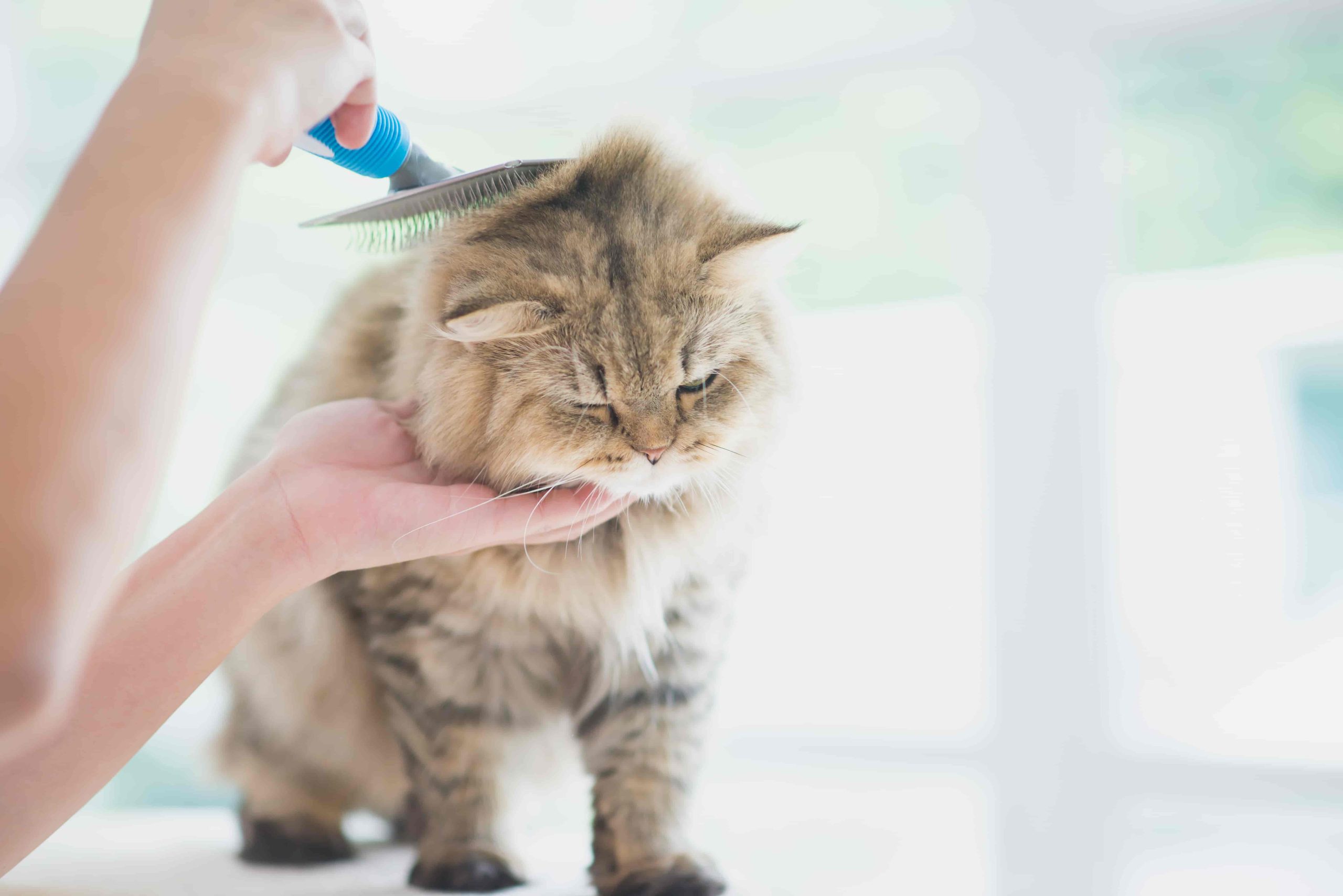 猫ちゃんの抜け毛対策どうしてる？おうちでできる簡単ケア＆お得なキャンペーン実施中♪
