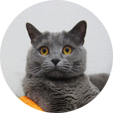 シャルトリュー