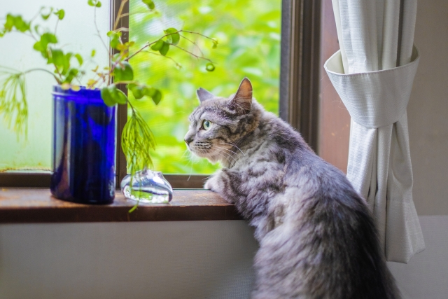 猫ちゃんも暑さ対策を！夏に気をつけたいポイントとは？