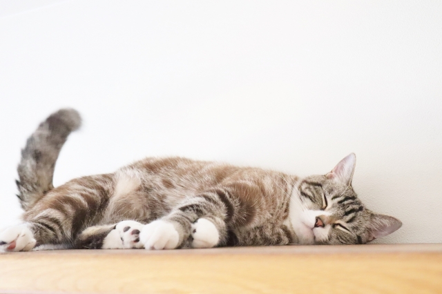 猫ちゃんがよく寝るのはなぜ？気になる習性をチェック♪
