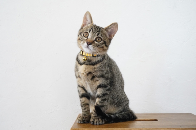新商品入荷♪猫ちゃん用のおしゃれ首輪をチェック！