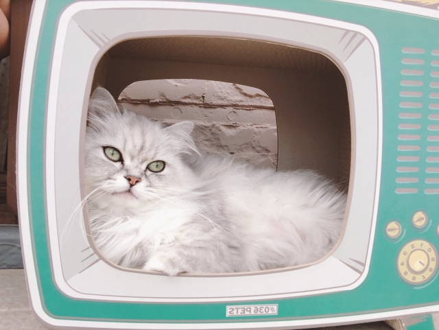 ふわふわ長毛種特集♪人気の猫ちゃんたちをご紹介！